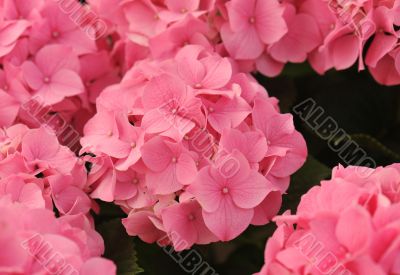 pink  Hydrangea (Hortensia)