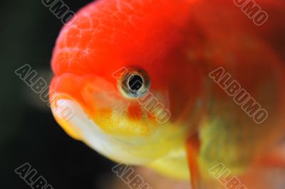 lion head goldfish
