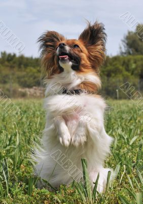 papillon dog