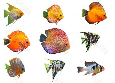 fishes