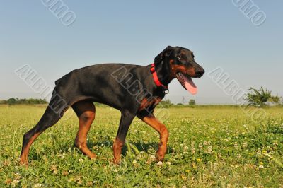 Doberman Pinscher