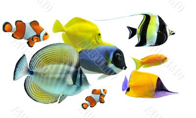 group of fishes