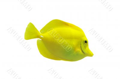  yellow tang 