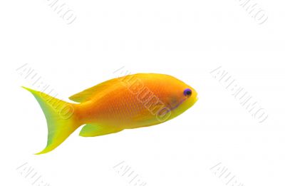 anthias fish