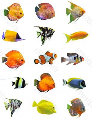 fishes