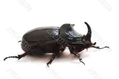  rhinoceros beetle