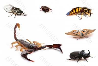 brown scorpion and insects brown scorpion and insects