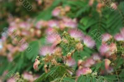 Albizia julibrissin
