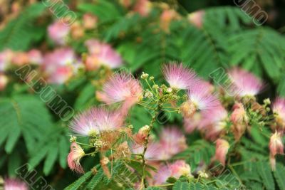 Albizia julibrissin