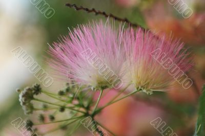 Albizia julibrissin