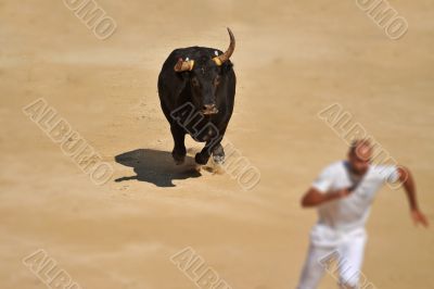 running bull