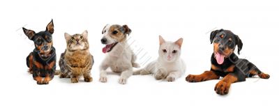group of puppies and cats