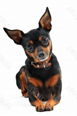 miniature pinscher