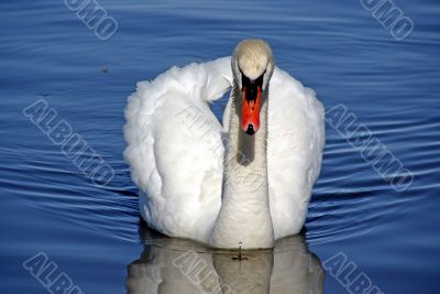 Severe swan