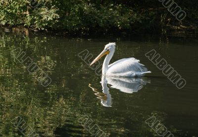 Swimming pelican