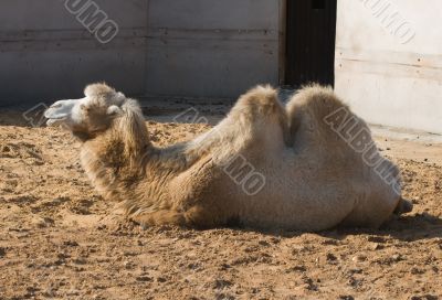 Camel
