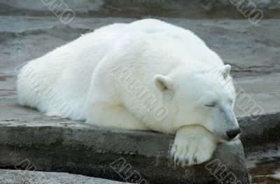 Polar bear