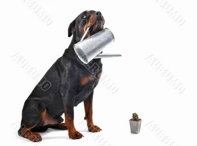gardening rottweiler