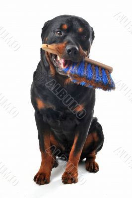 cleaning rottweiler