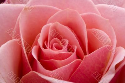 Pink Rose