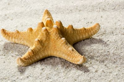 Golden Starfish