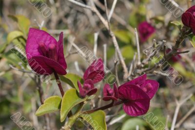 Purple Flowers