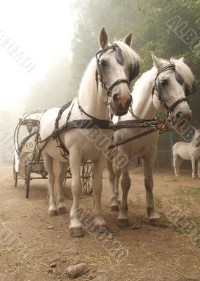 Deuce horses hitched to a carriage