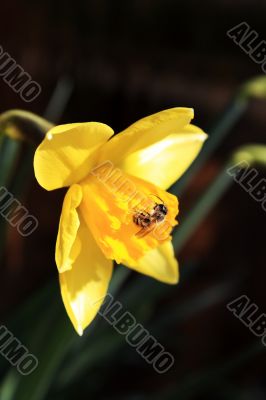The Daffodil And The Bee