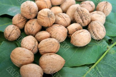 ripe nuts