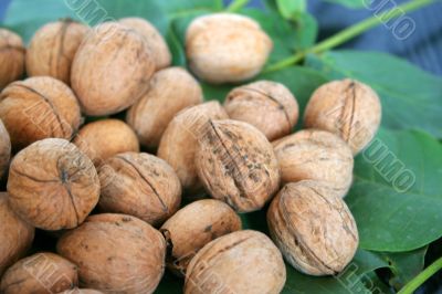 ripe nuts