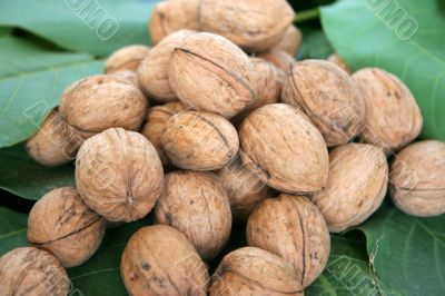 ripe nuts