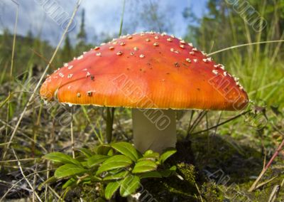 Fly Agaric.