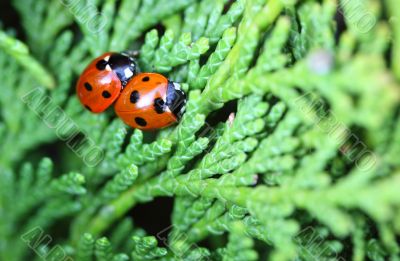 ladybugs/ladybirds