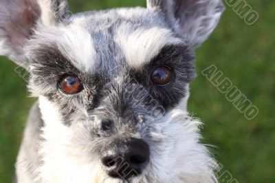 miniature schnauzer