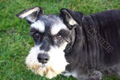 miniature schnauzer