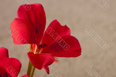Geranium flower Geranium flower