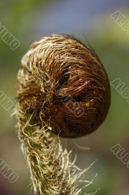 Fern Leaf Fern Leaf