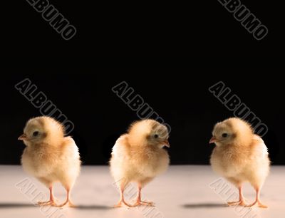 chicks