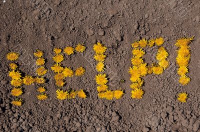 Dandelions On Dry Soil