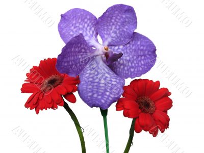 Flowers gerbera and orchid Vanda coerulea