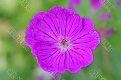 Flower Flower