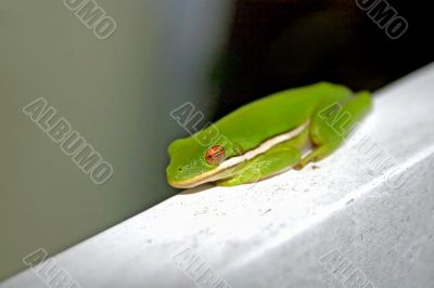 Frog sitting