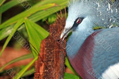 Victoria Crowned Pigeon