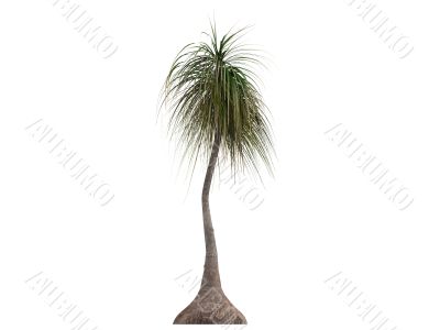 Ponytail Palm or Nolina recurvata