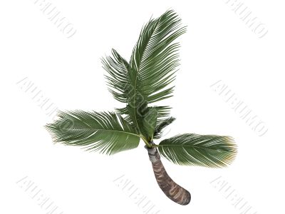 Coconut or Cocos nucifera