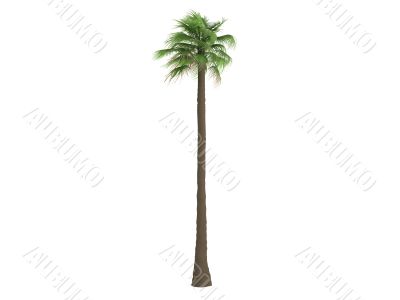 Desert Fan Palm or Washingtonia filifera