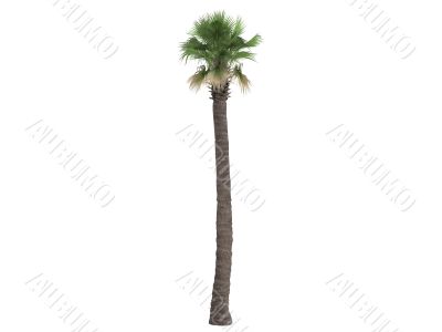 Desert Fan Palm or Washingtonia filifera Desert Fan Palm or Washingtonia filifera
