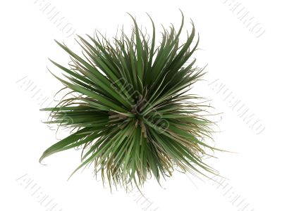 Ponytail Palm or Nolina recurvata