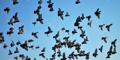 many flying pigeons