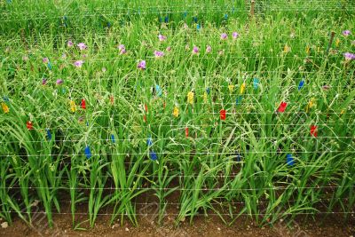 Freesia Freesia